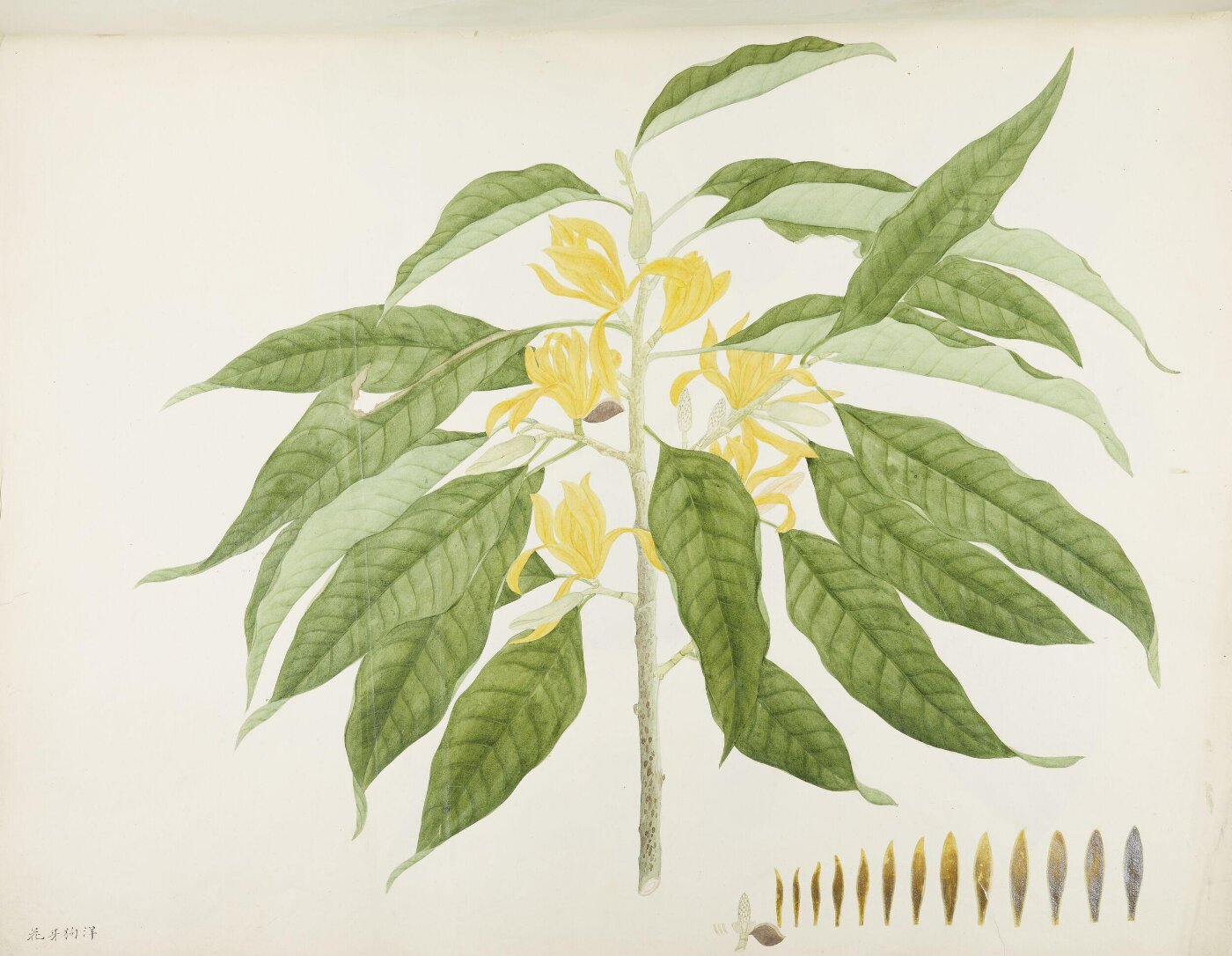 unknown, Flowers and Fruits