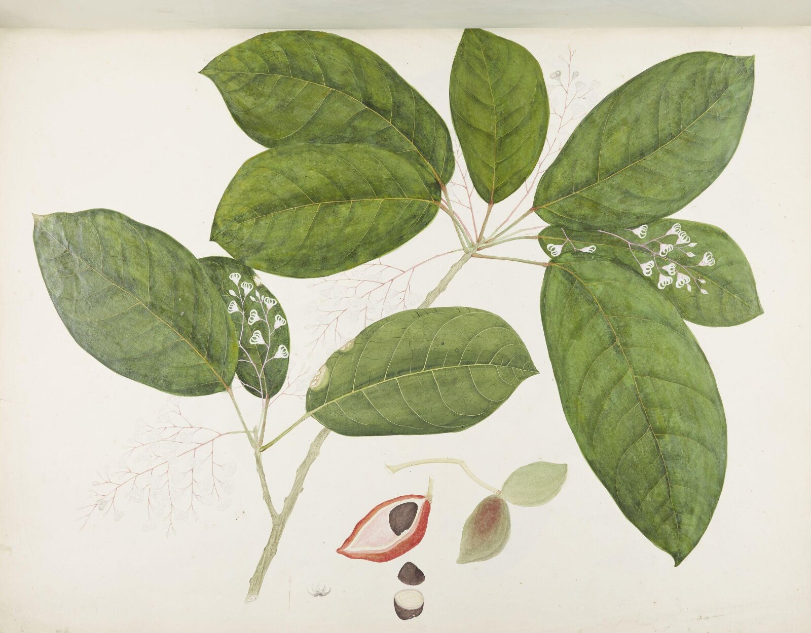Flowers and Fruits, 19th century
