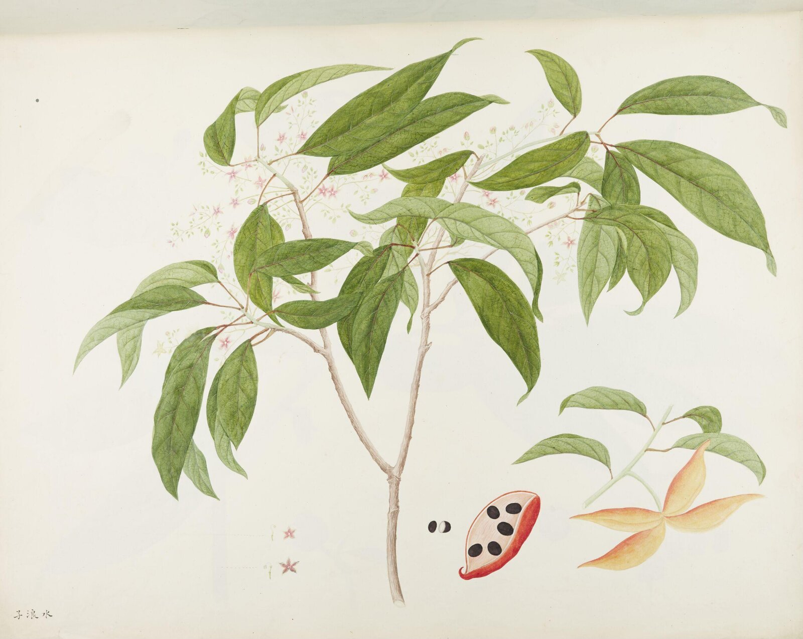 Flowers and Fruits, 19th century