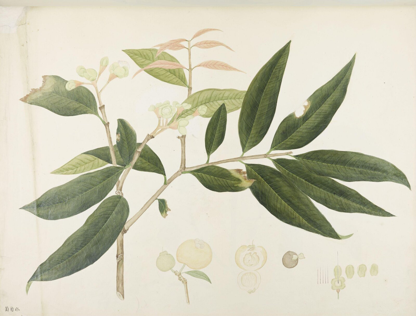 Flowers and Fruits, 19th century