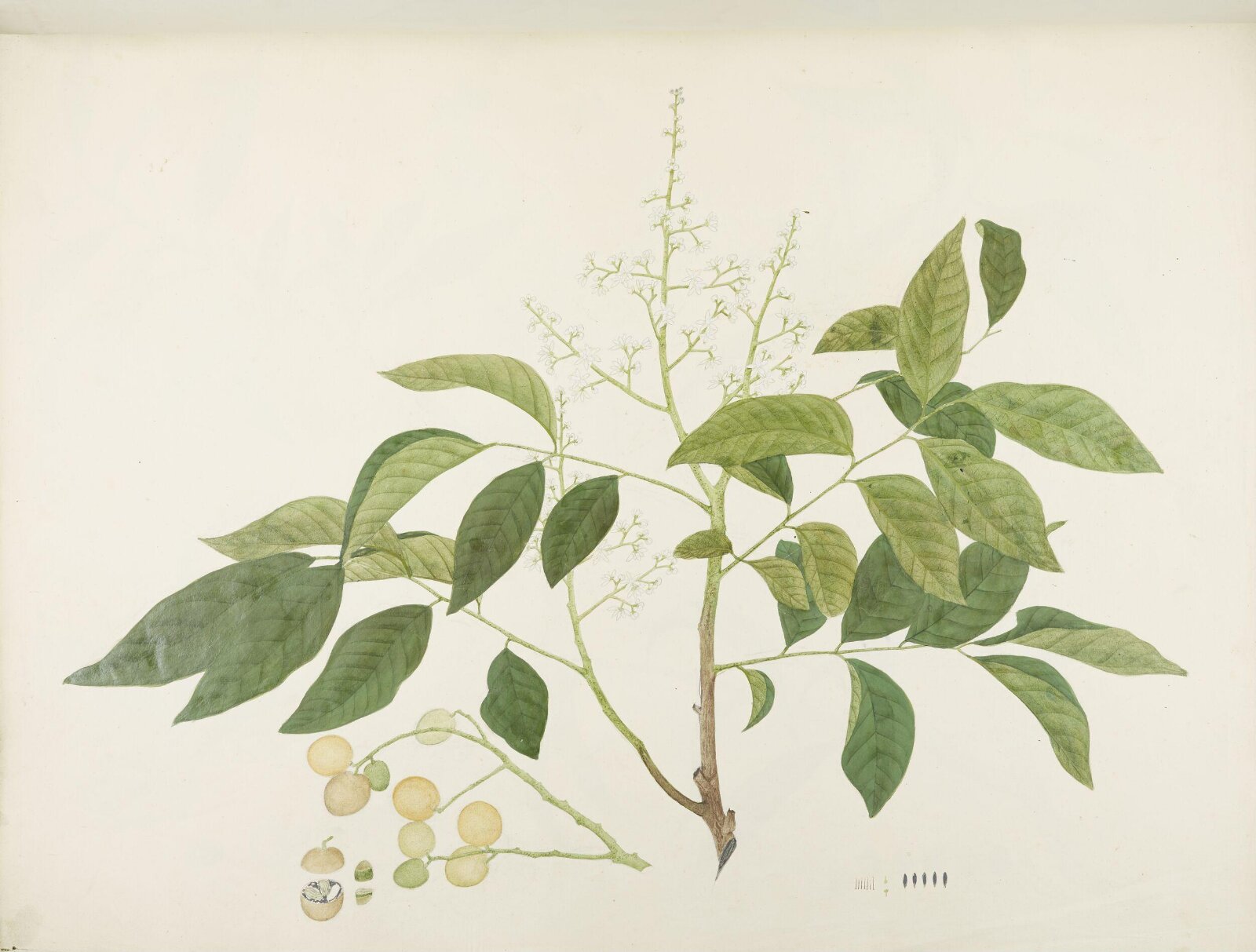 Flowers and Fruits, 19th century