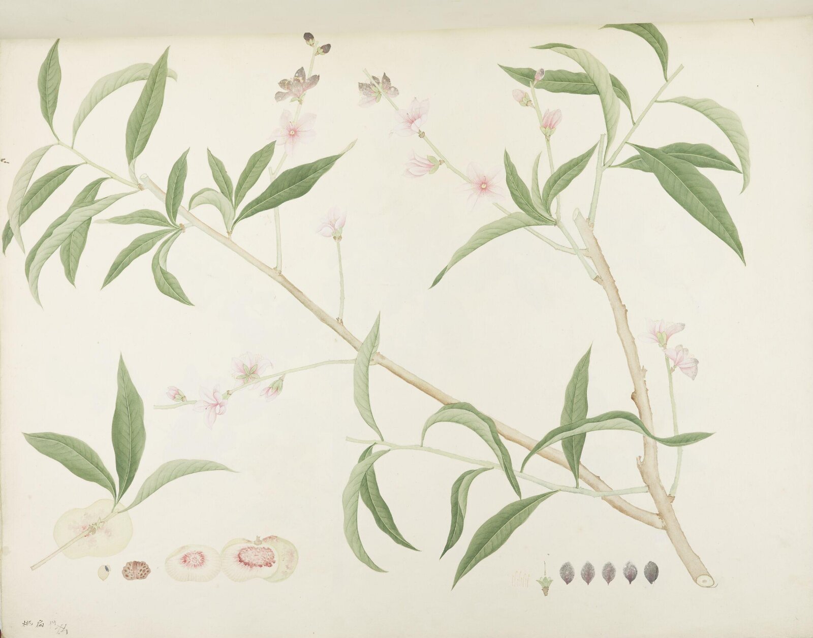 Flowers and Fruits, 19th century