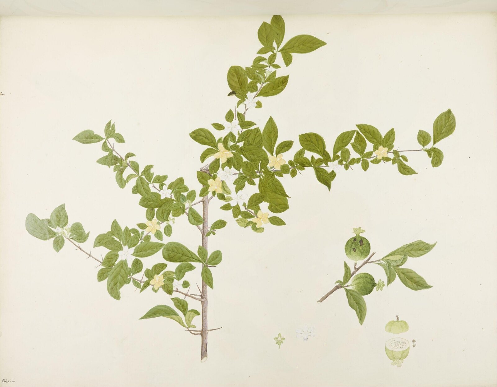 Flowers and Fruits, 19th century