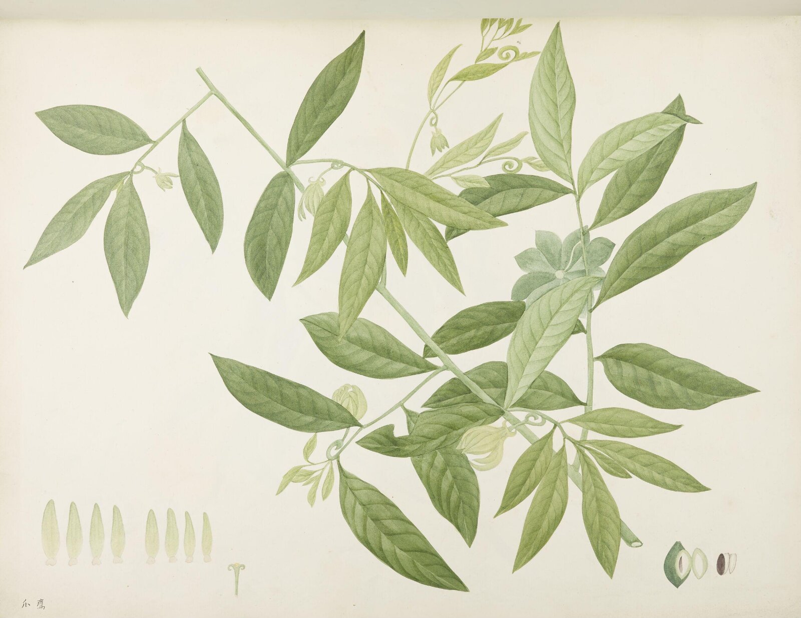 Flowers and Fruits, 19th century