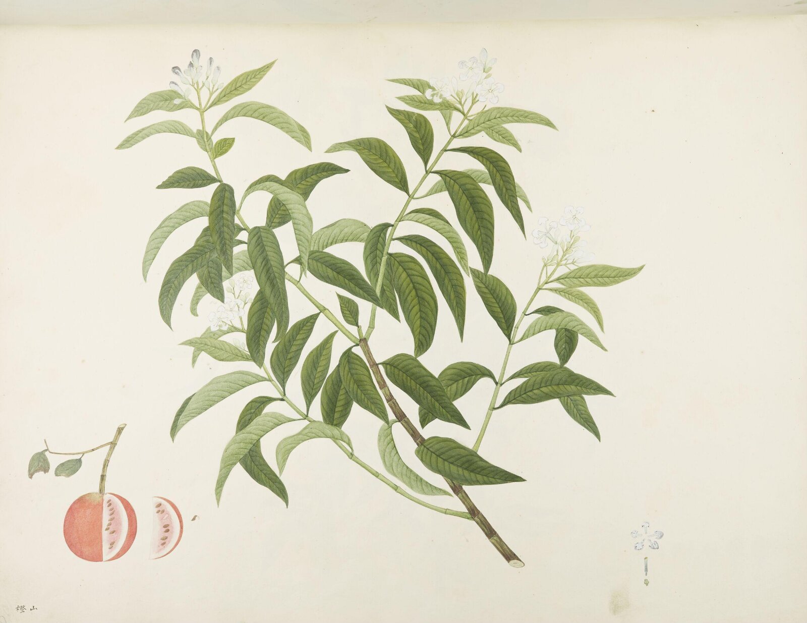 Flowers and Fruits, 19th century
