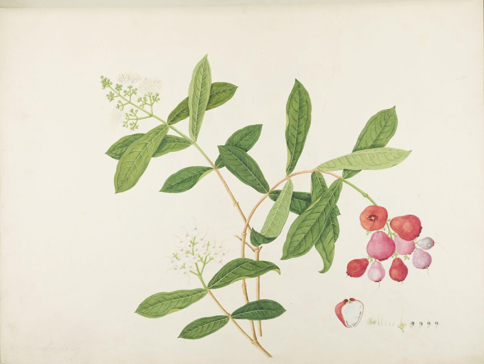 Flowers and Fruits, 19th century