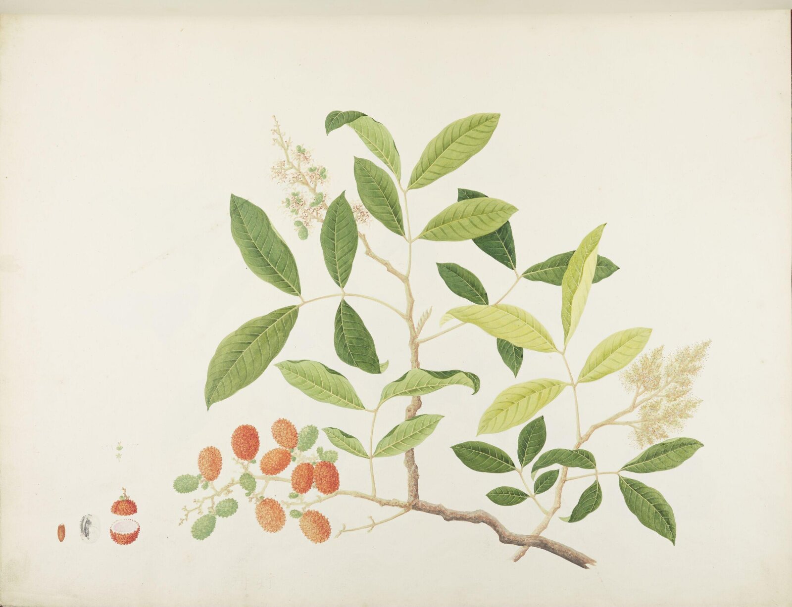 Flowers and Fruits, 19th century