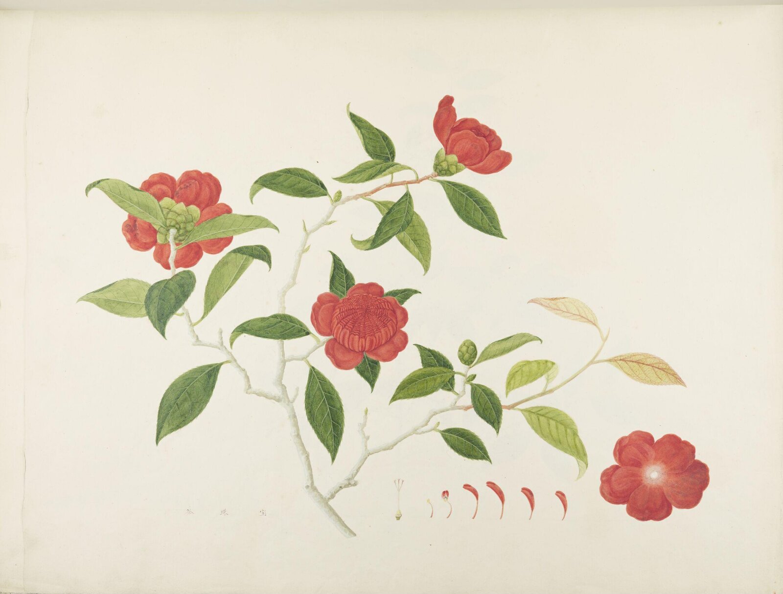 Flowers and Fruits, 19th century