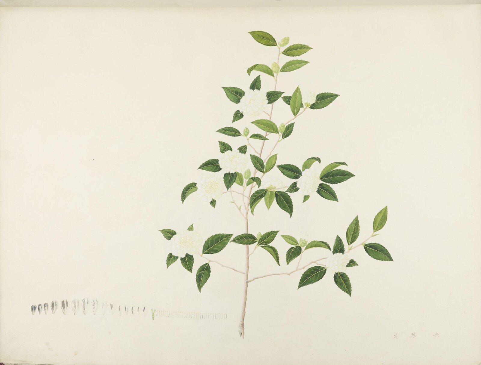 Flowers and Fruits, 19th century