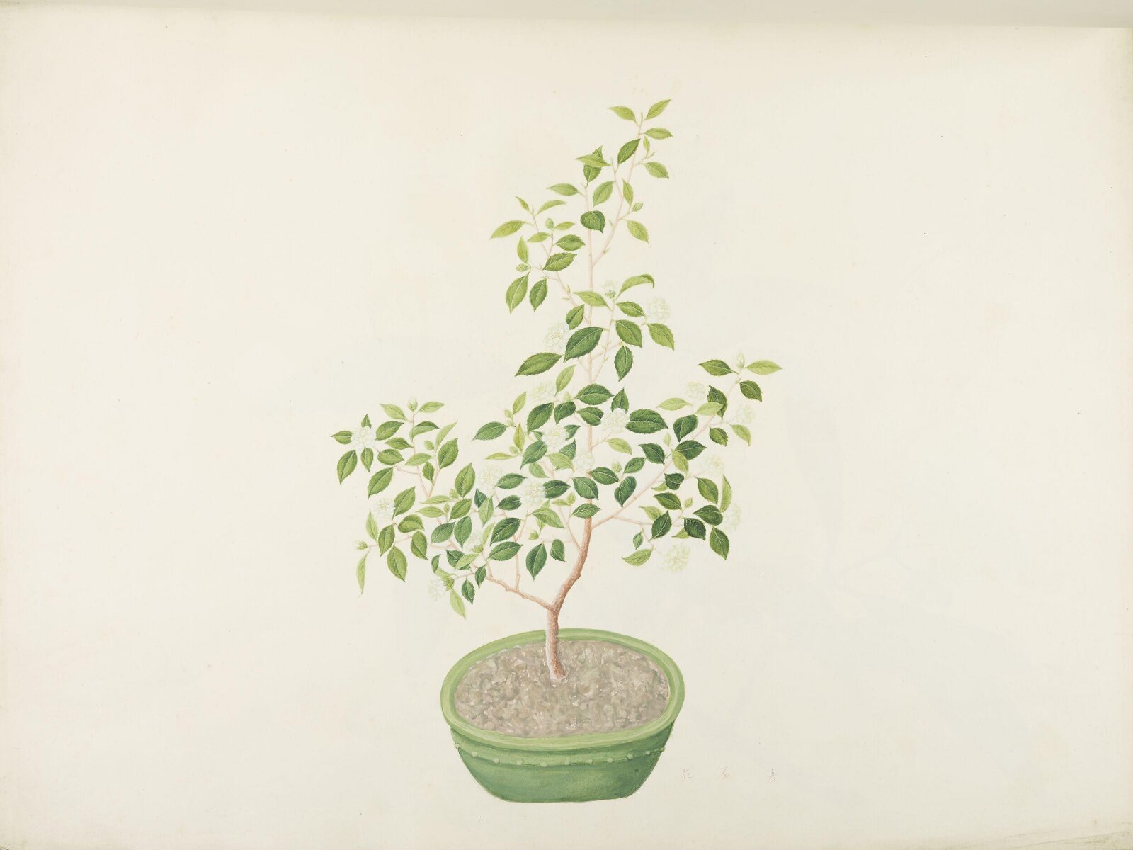 Flowers and Fruits, 19th century