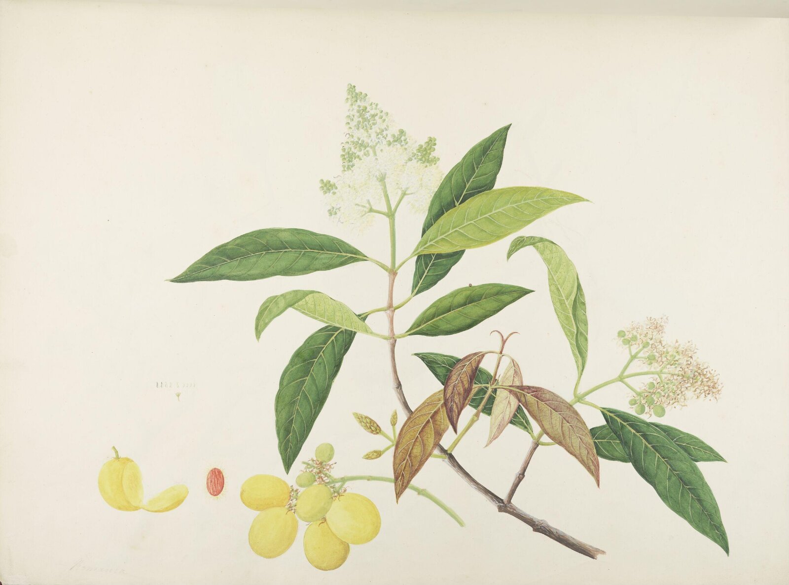 Flowers and Fruits, 19th century