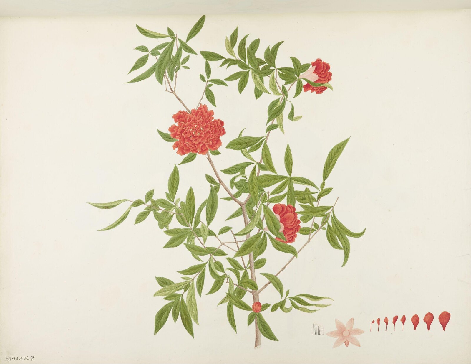 Flowers and Fruits, 19th century