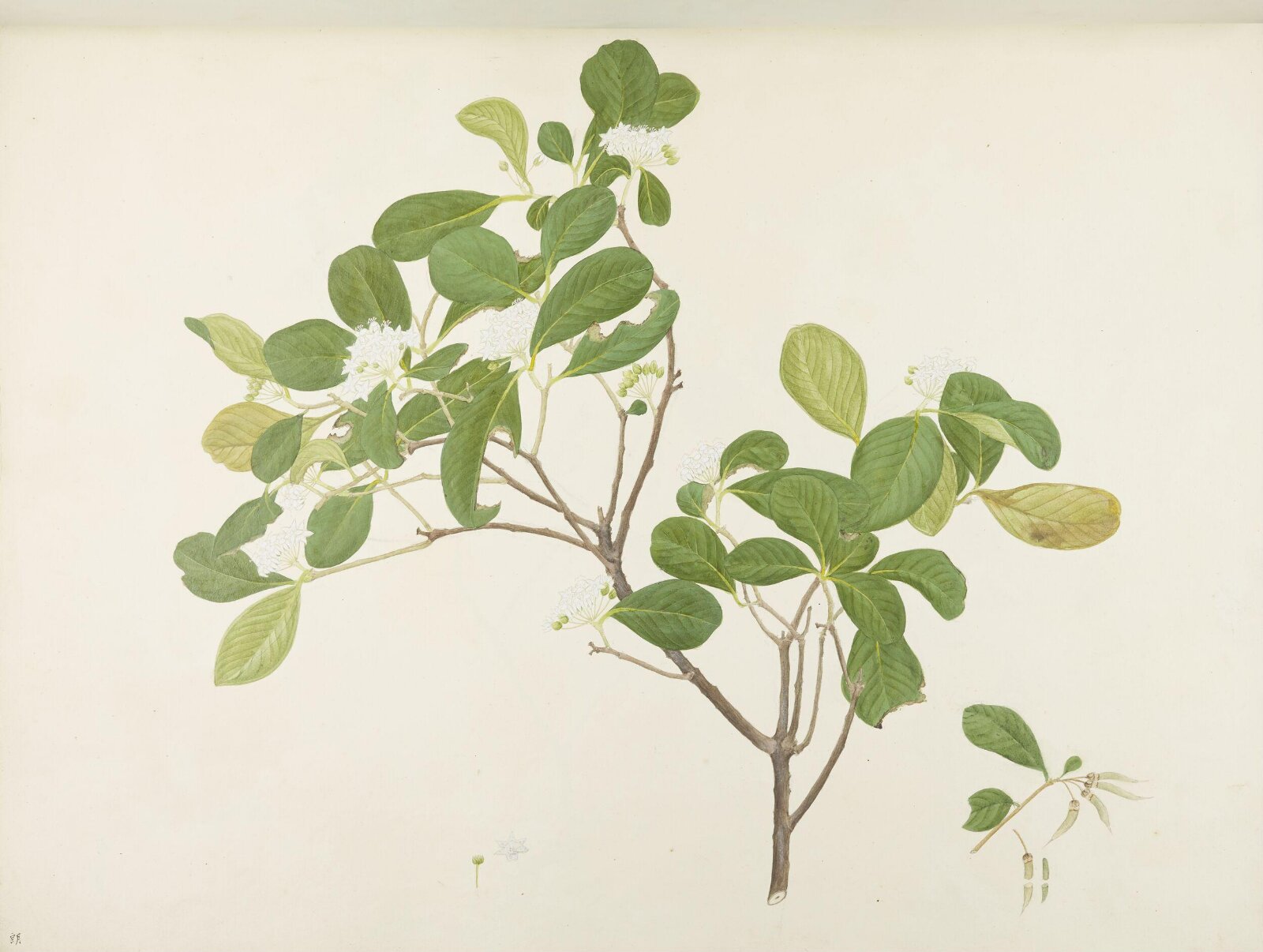 Flowers and Fruits, 19th century