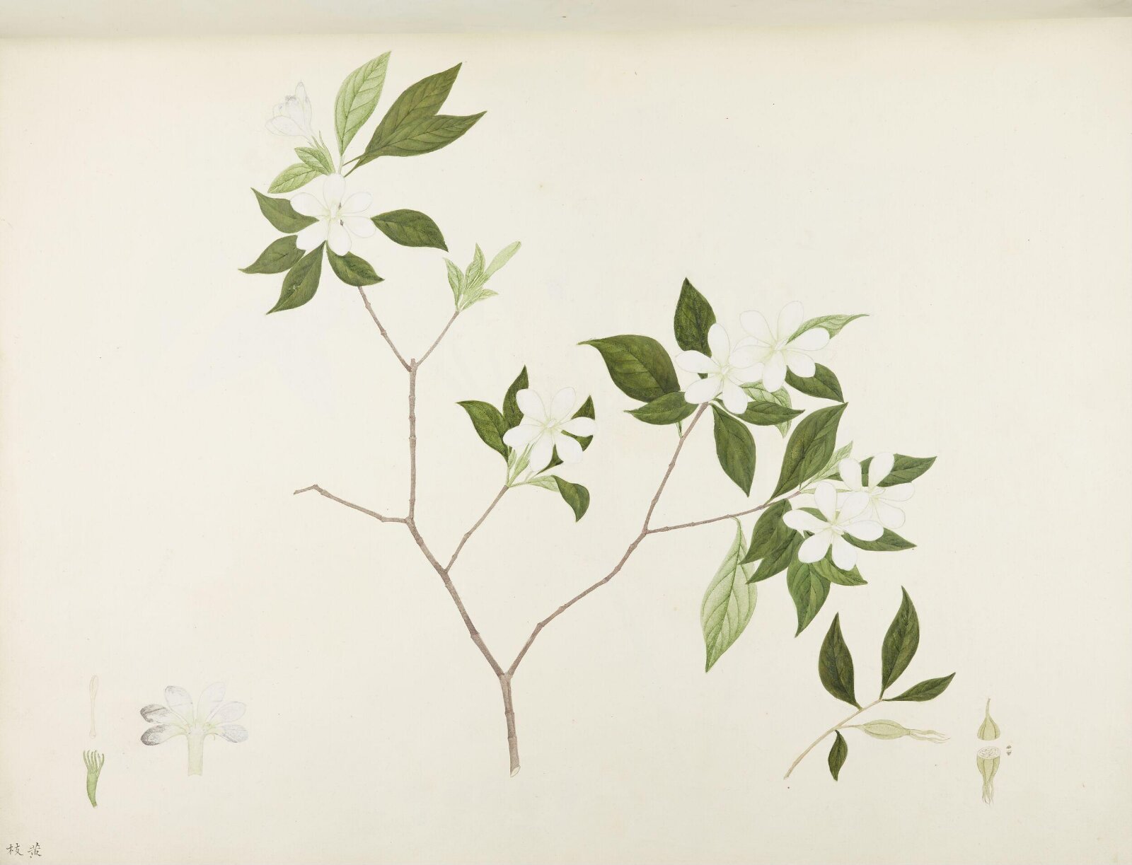 Flowers and Fruits, 19th century