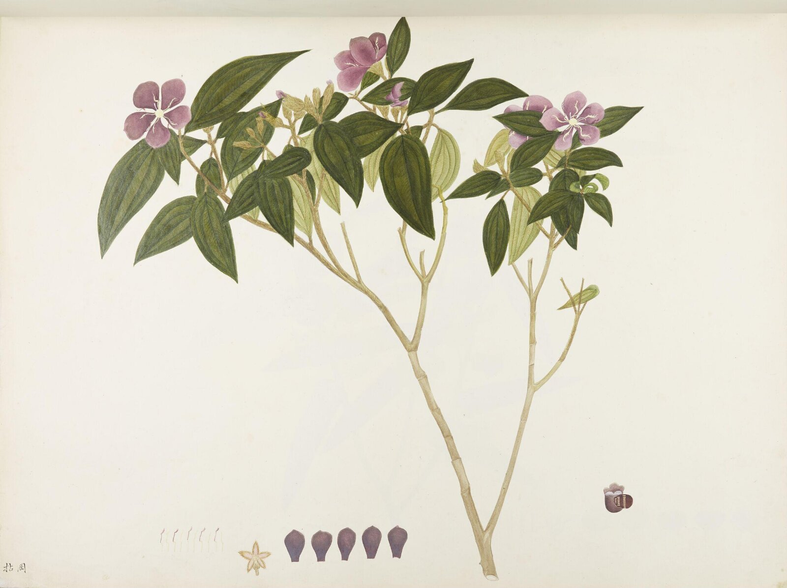 Flowers and Fruits, 19th century