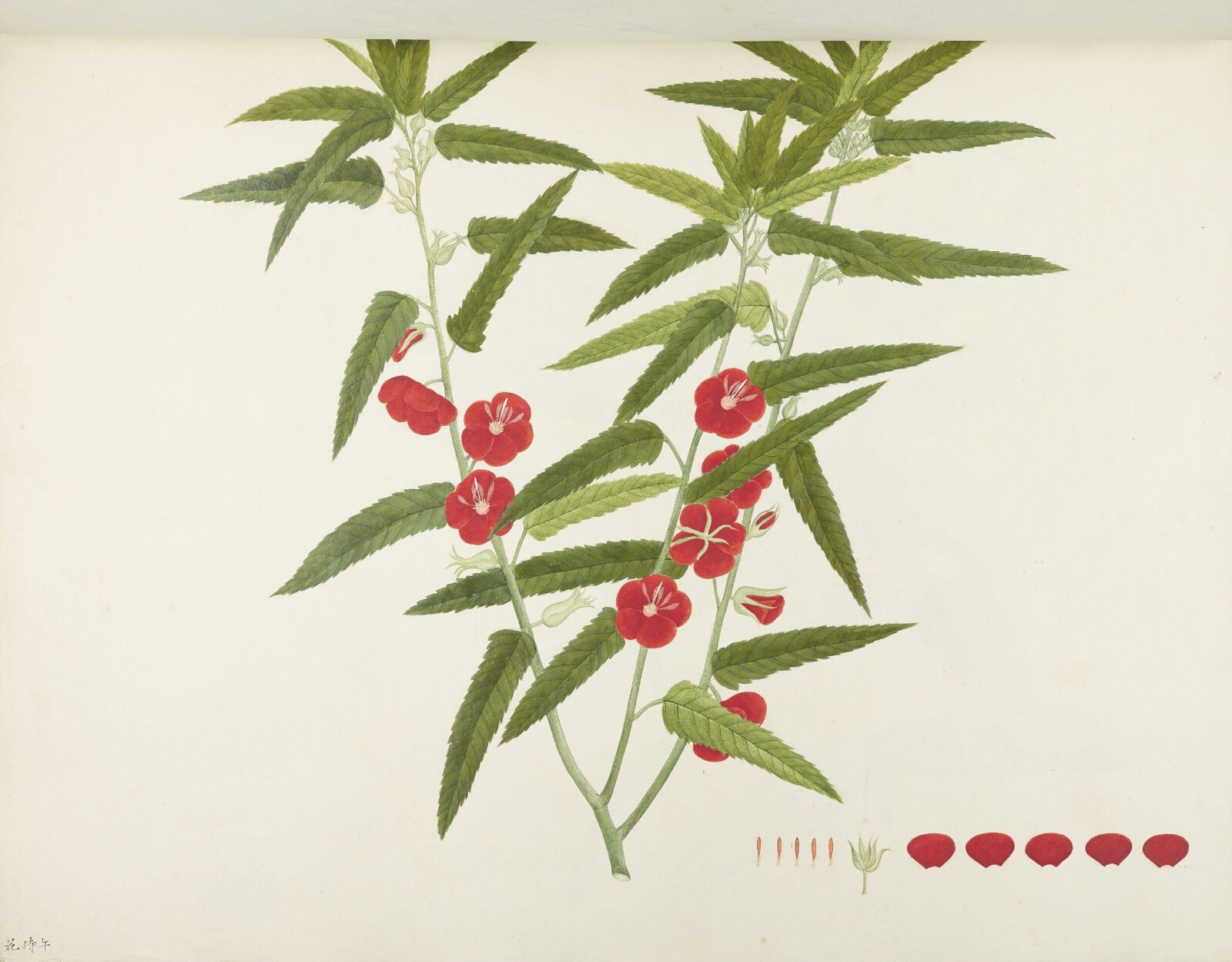 Flowers and Fruits, 19th century
