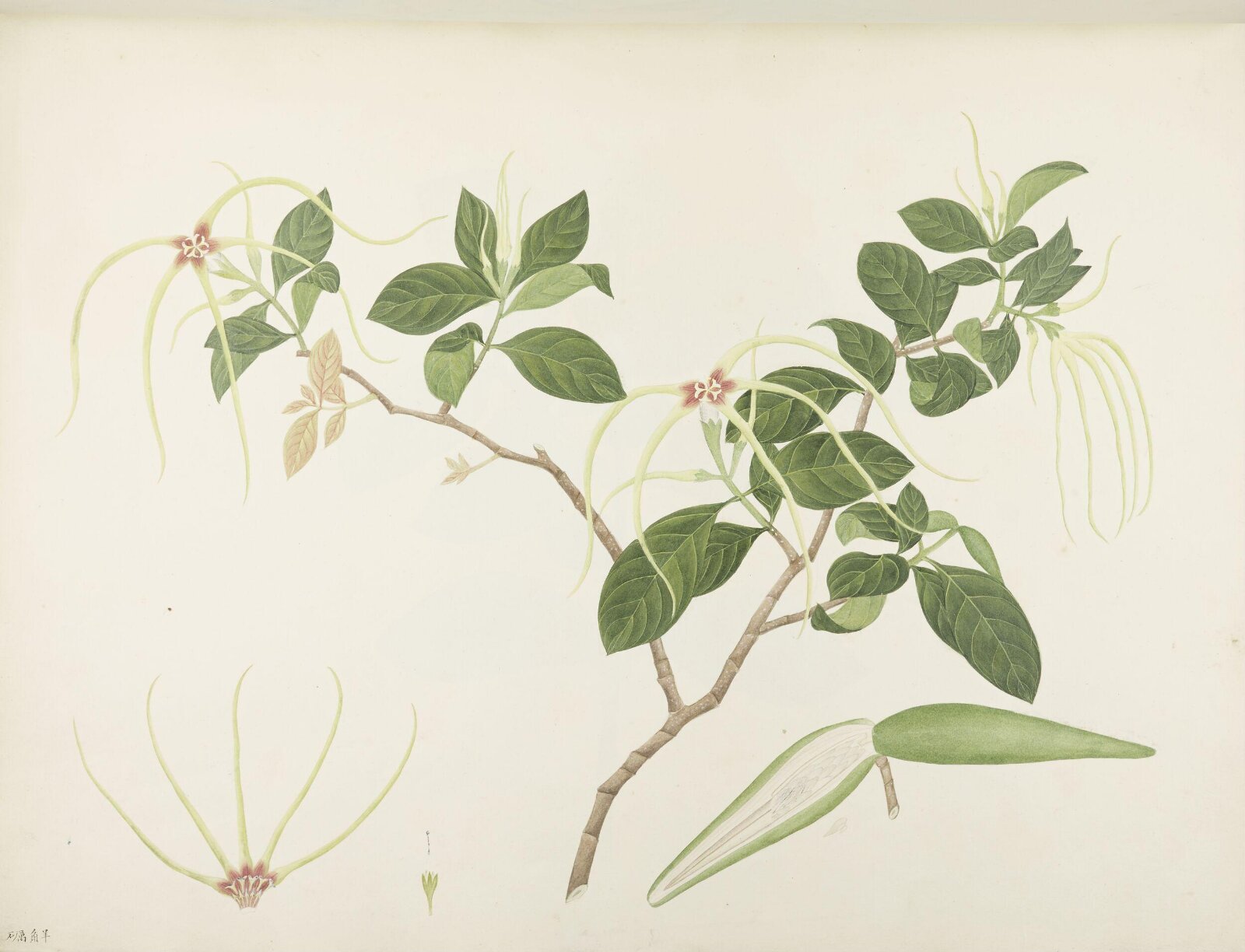 Flowers and Fruits, 19th century