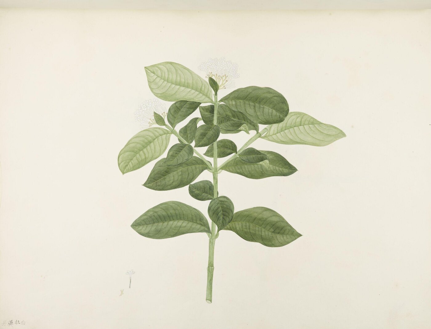 unknown, Flowers and Fruits