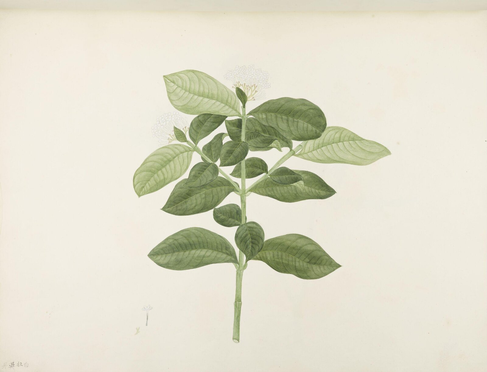 Flowers and Fruits, 19th century