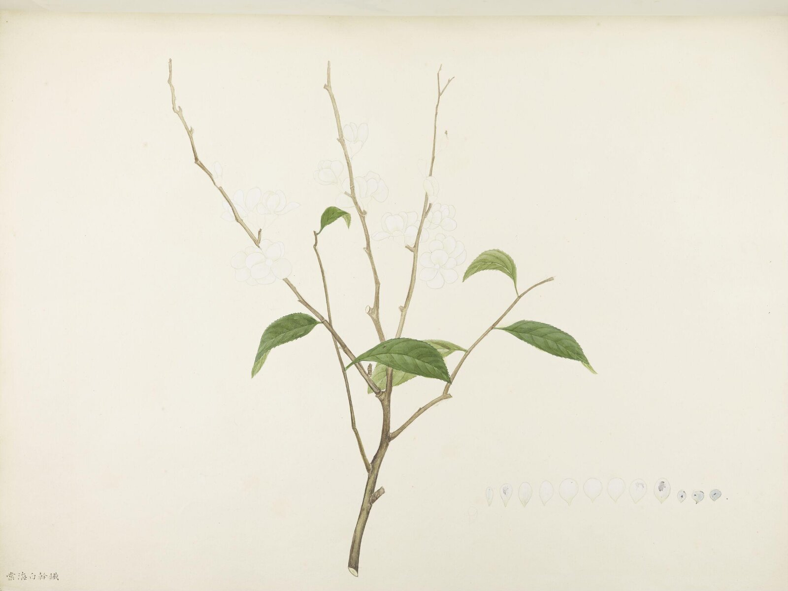 Flowers and Fruits, 19th century