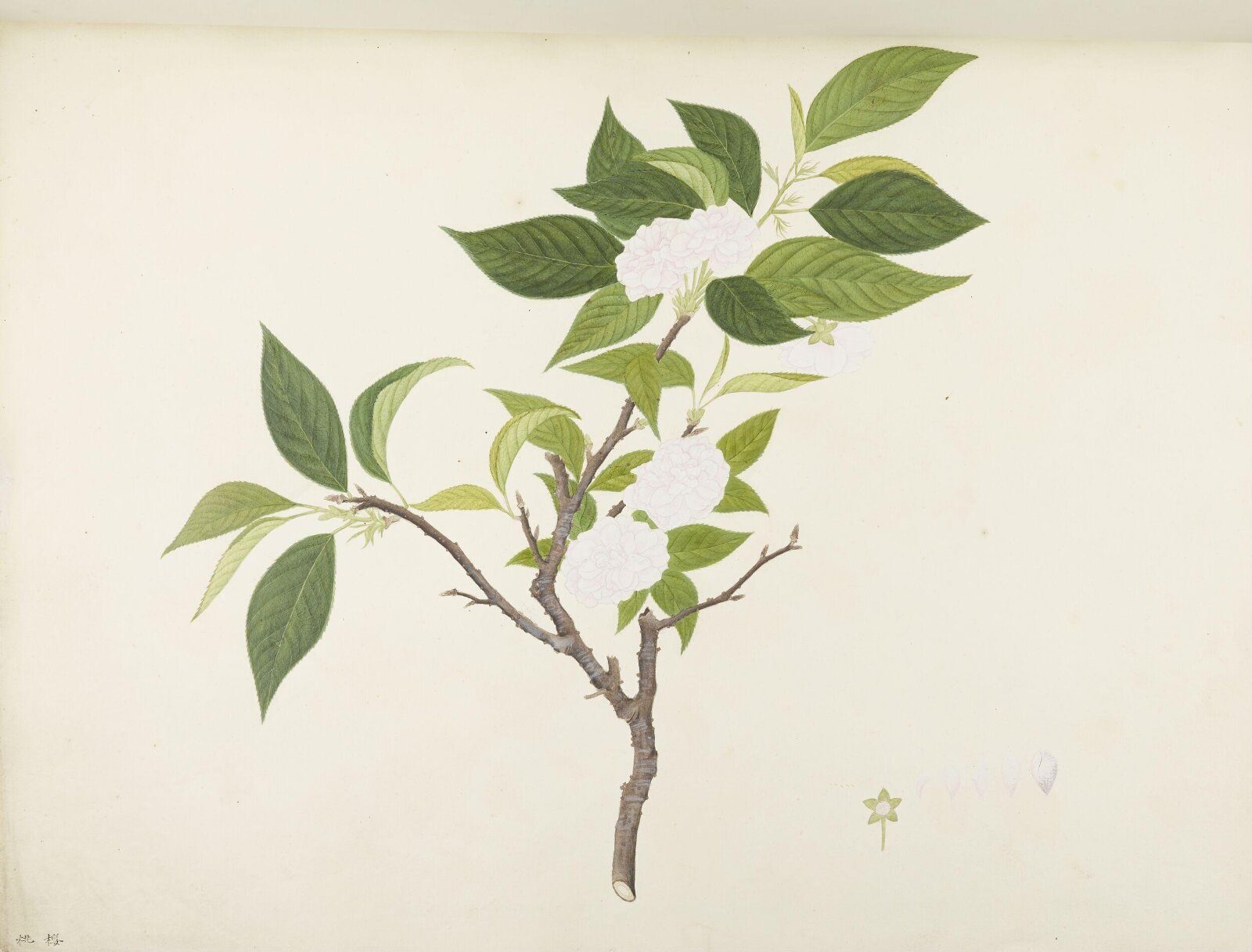 Flowers and Fruits, 19th century