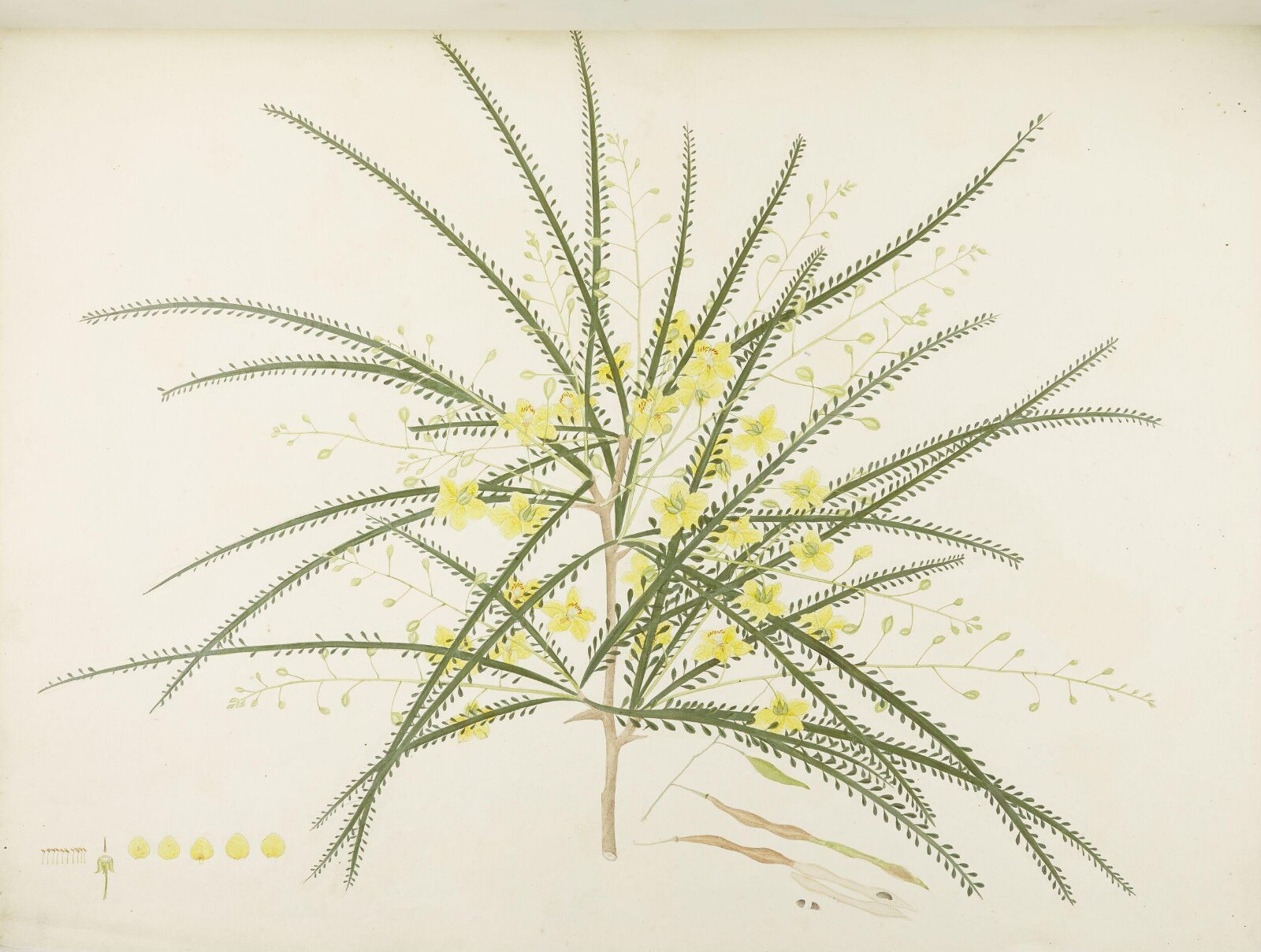 Flowers and Fruits, 19th century