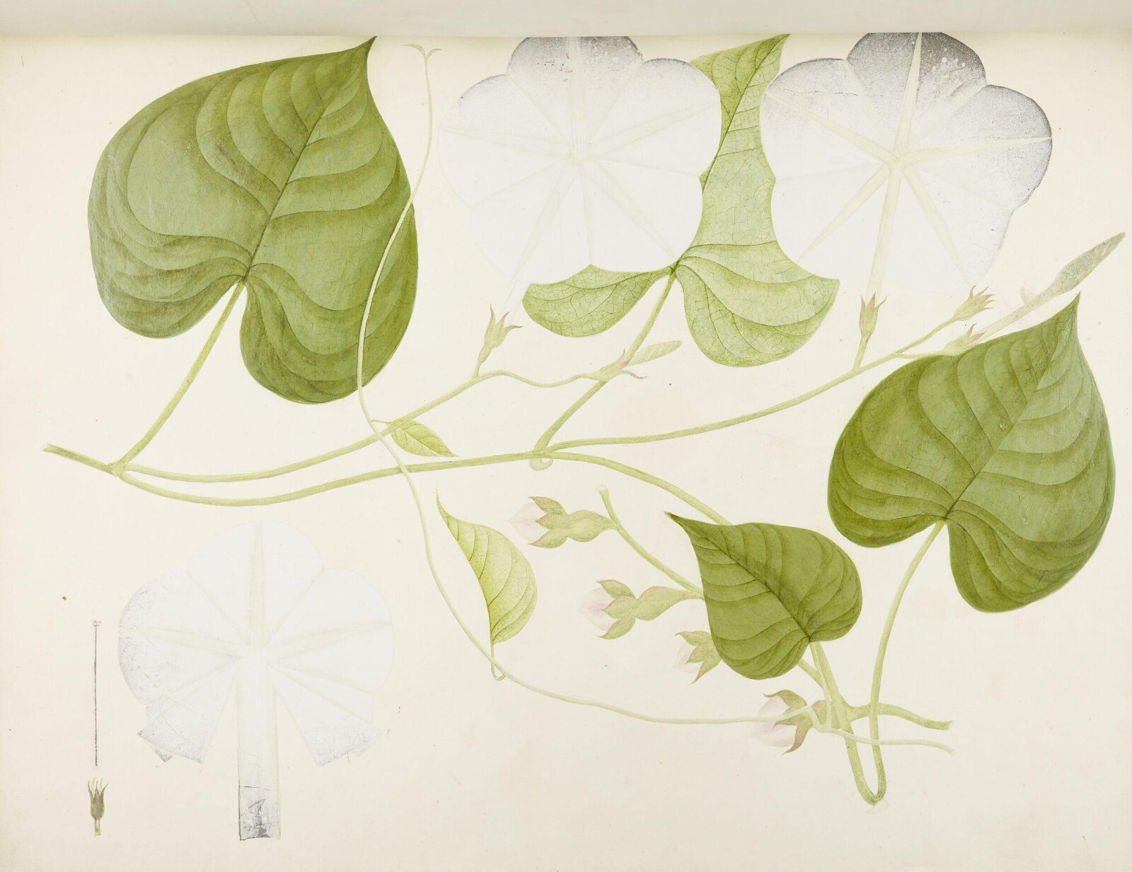 Flowers and Fruits, 19th century