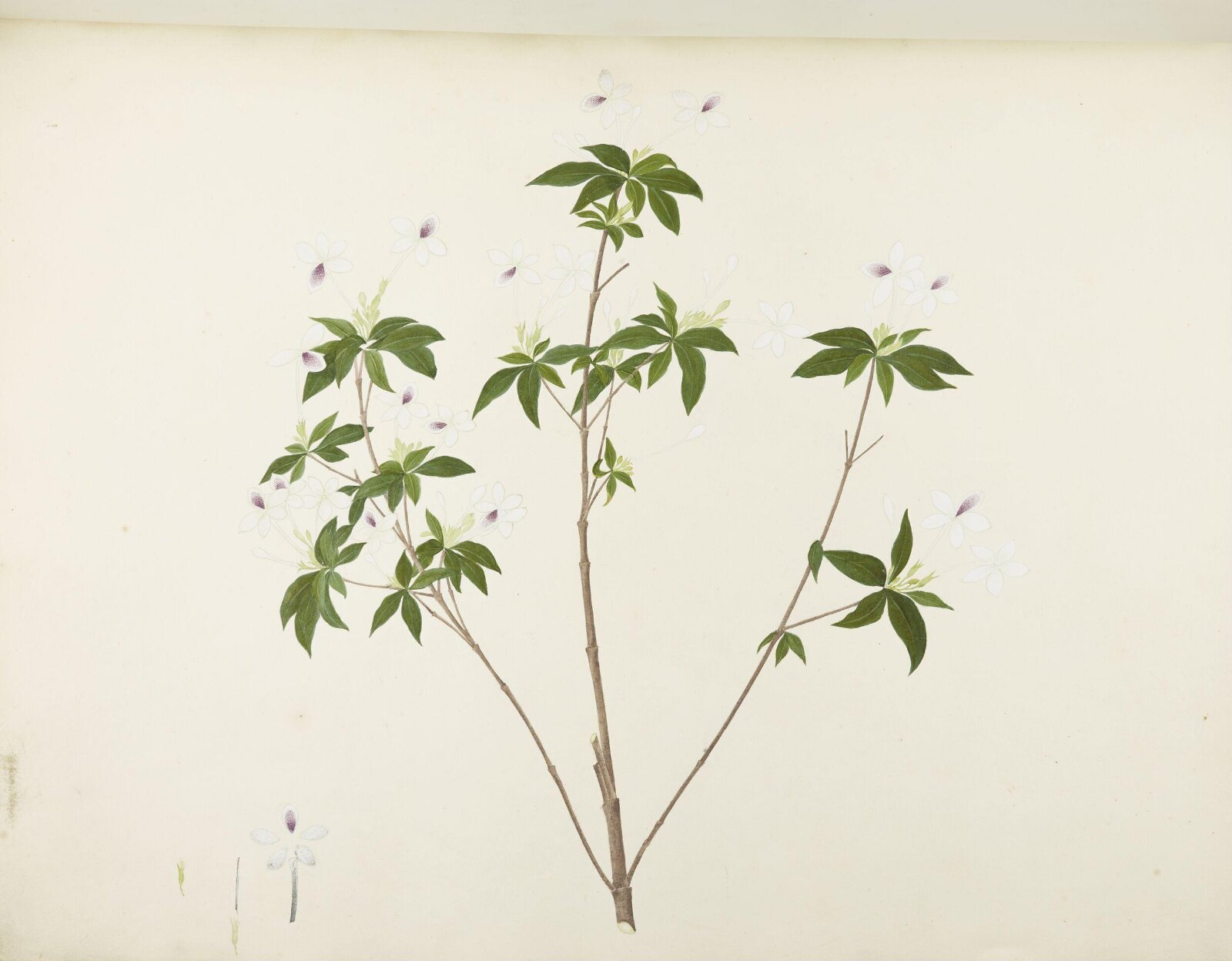 Flowers and Fruits, 19th century