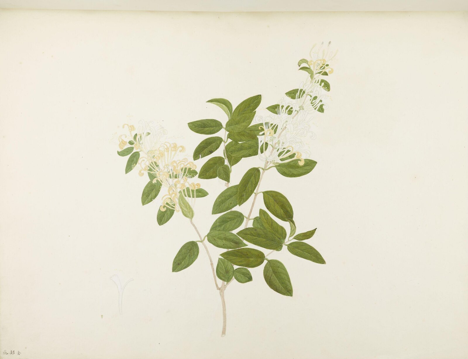 Flowers and Fruits, 19th century