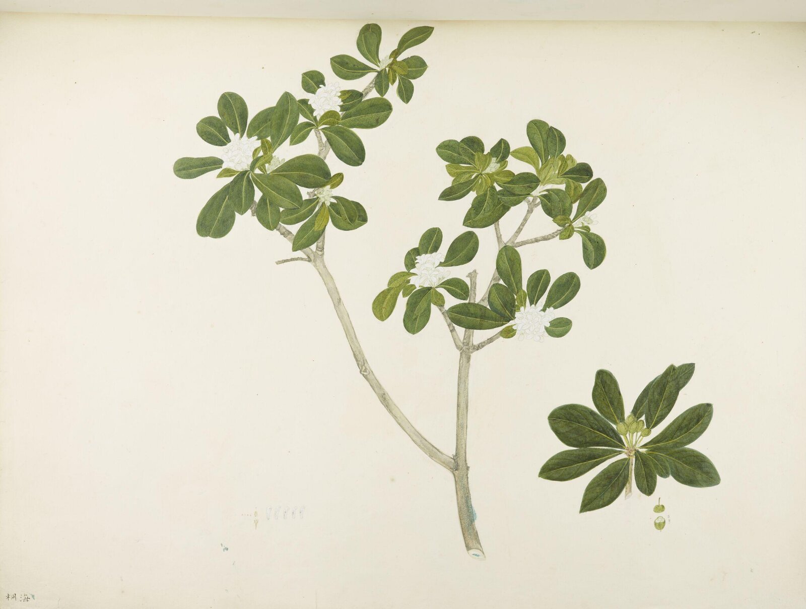 Flowers and Fruits, 19th century