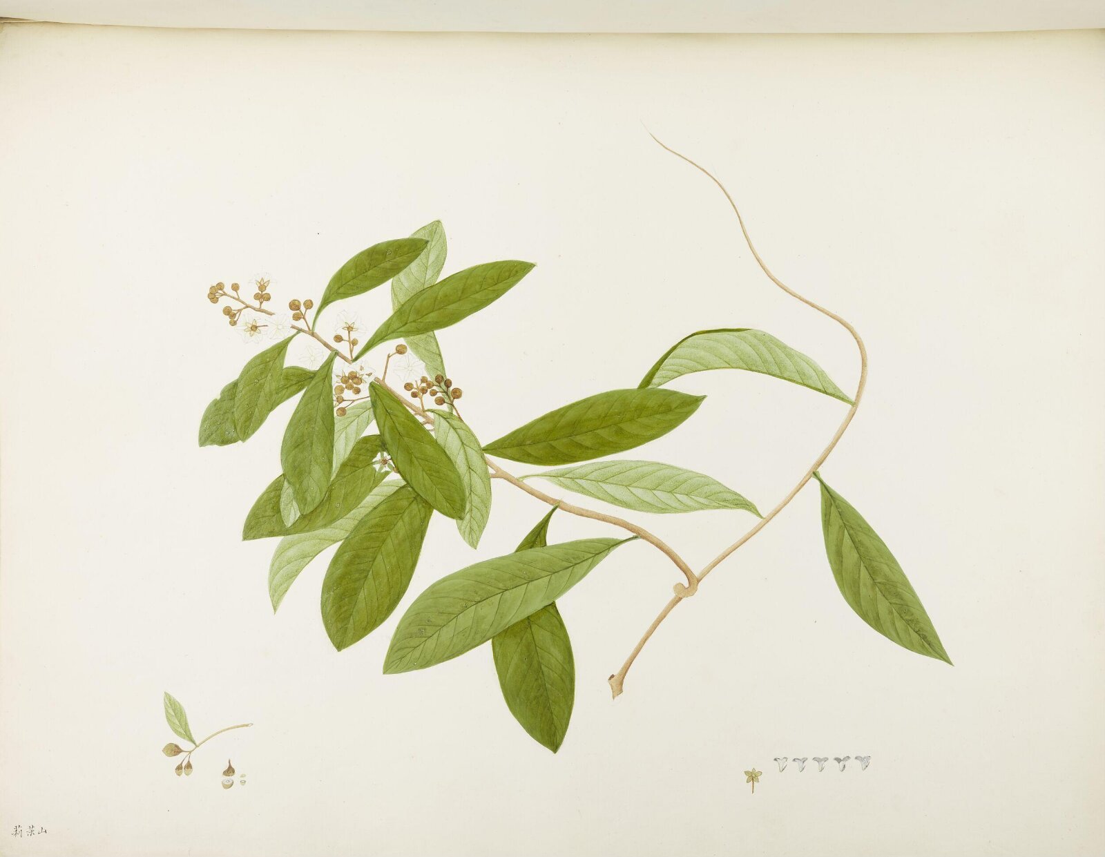 Flowers and Fruits, 19th century