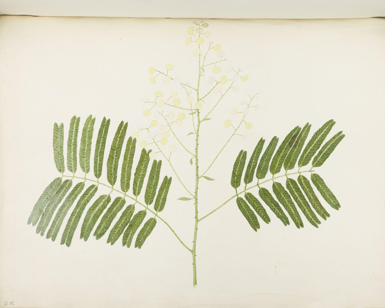 Flowers and Fruits, 19th century