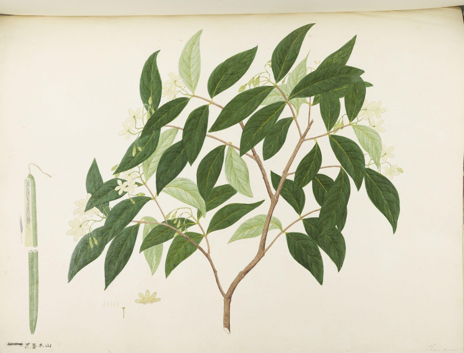 Flowers and Fruits, 19th century