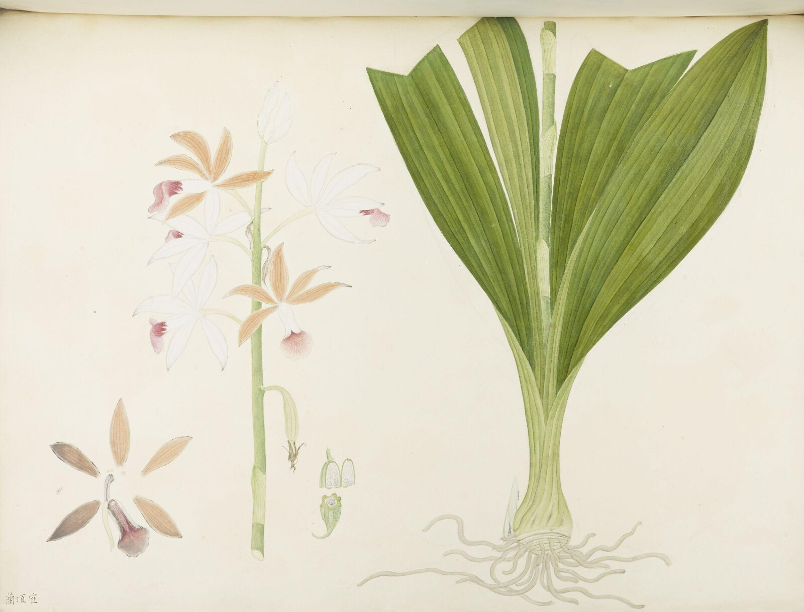 Flowers and Fruits, 19th century