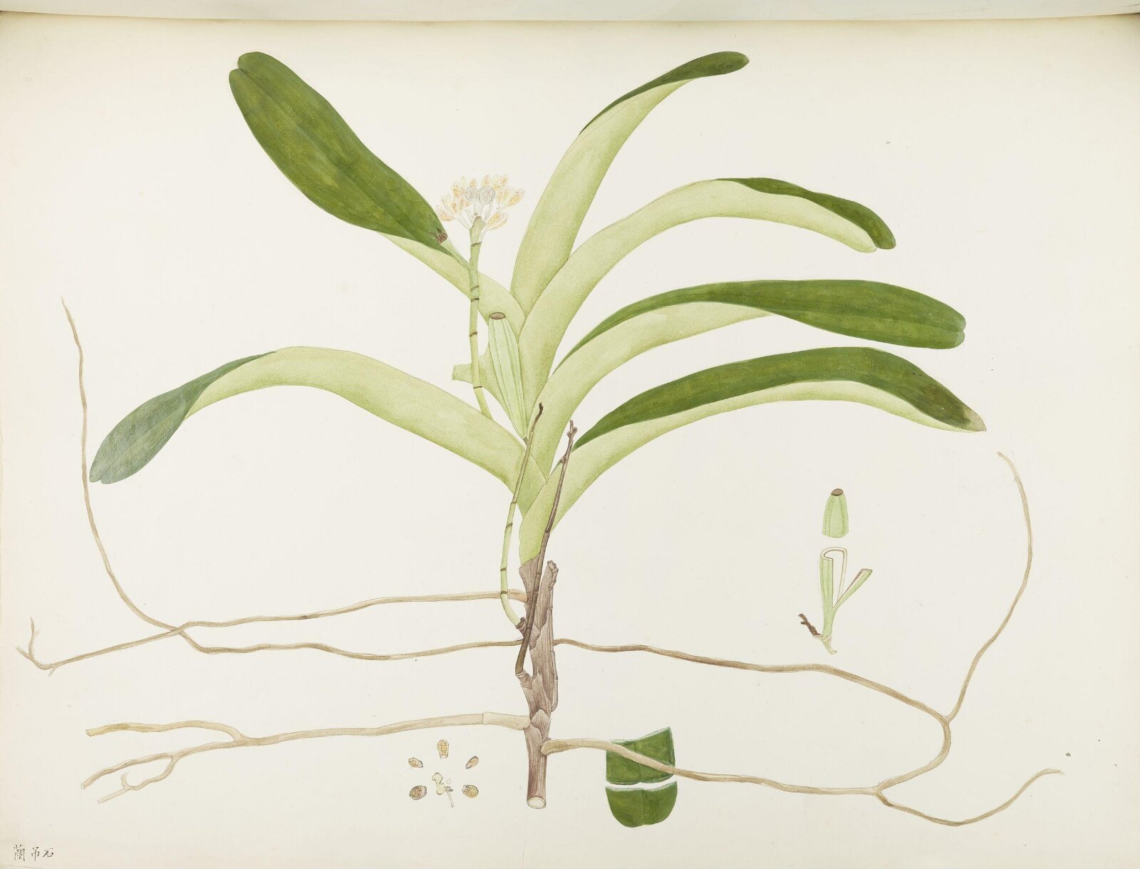 Flowers and Fruits, 19th century