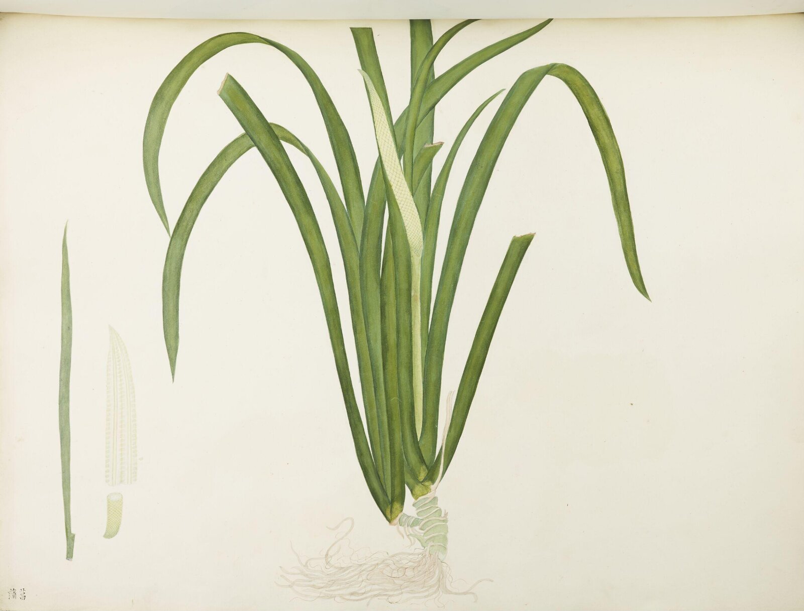 Flowers and Fruits, 19th century