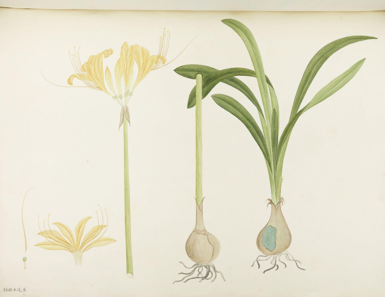 Flowers and Fruits, 19th century