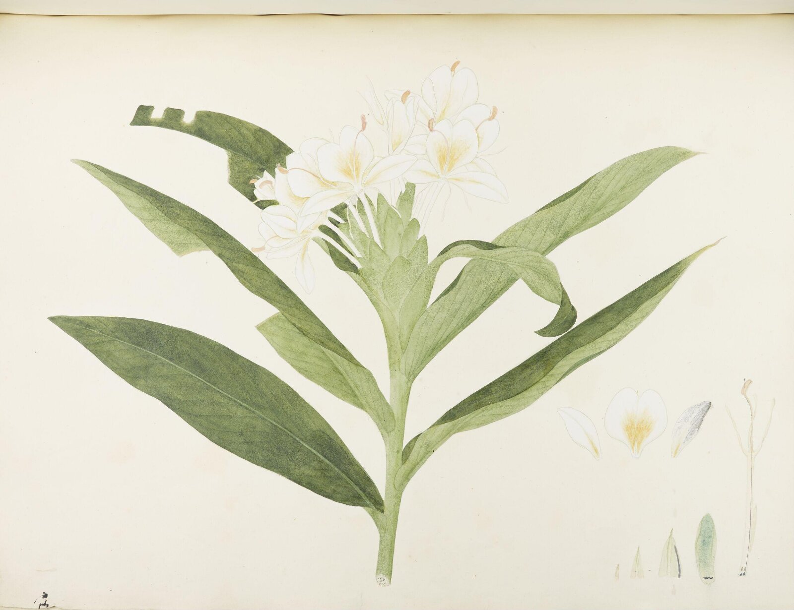 Flowers and Fruits, 19th century