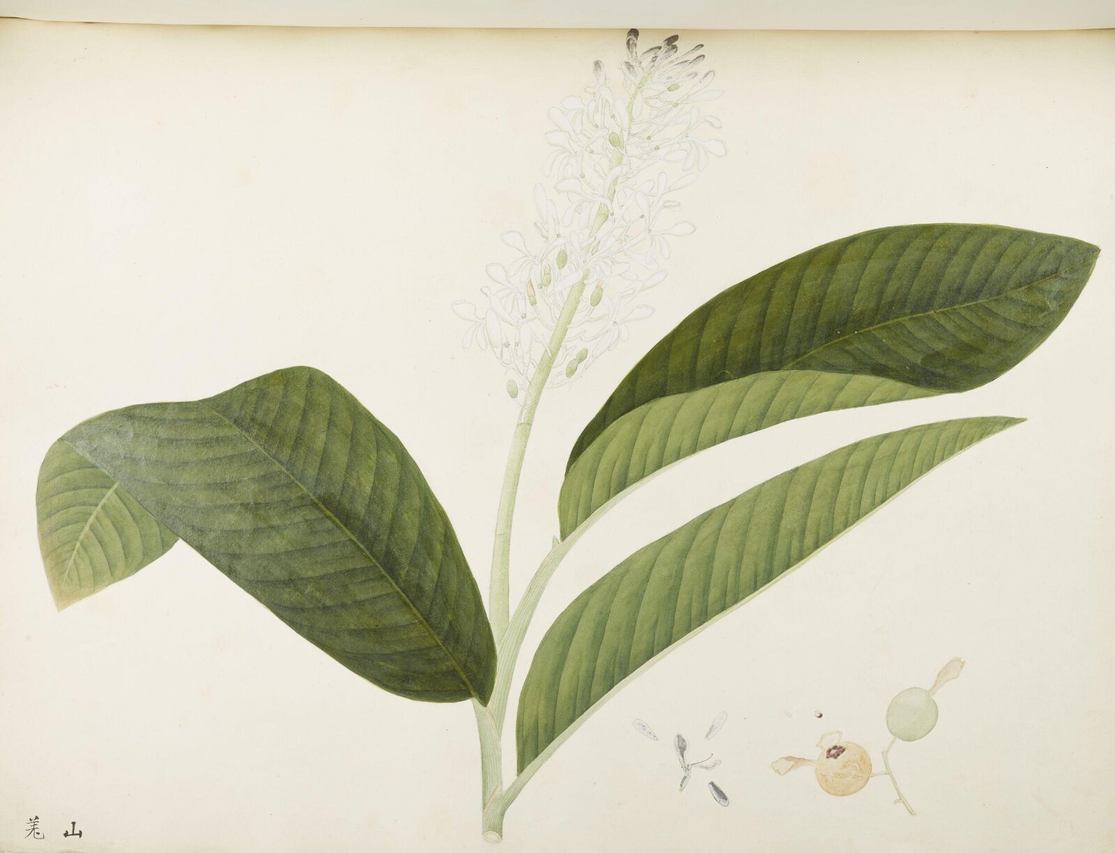 Flowers and Fruits, 19th century