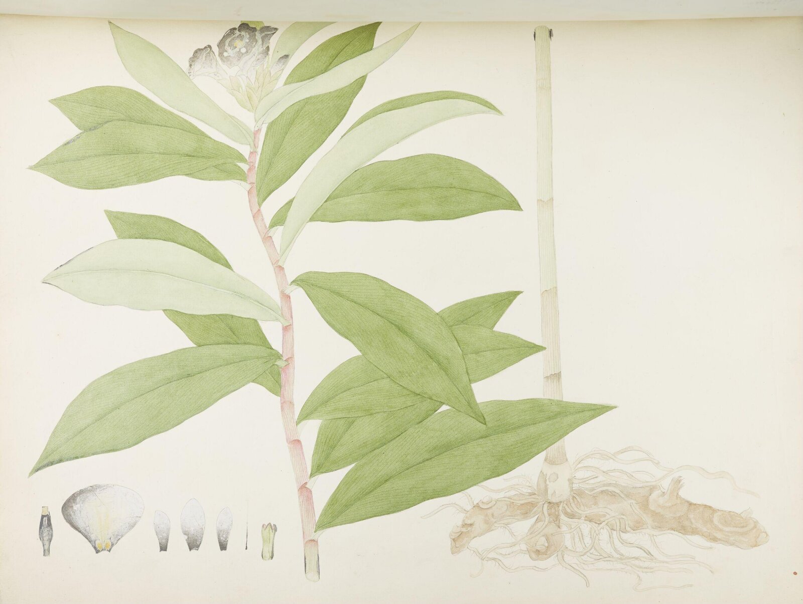 Flowers and Fruits, 19th century