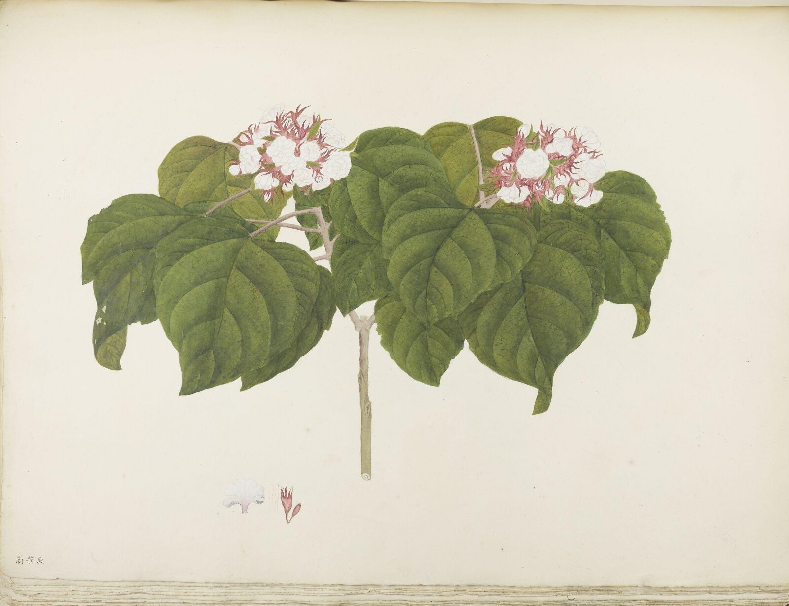 Flowers and Fruits, 19th century