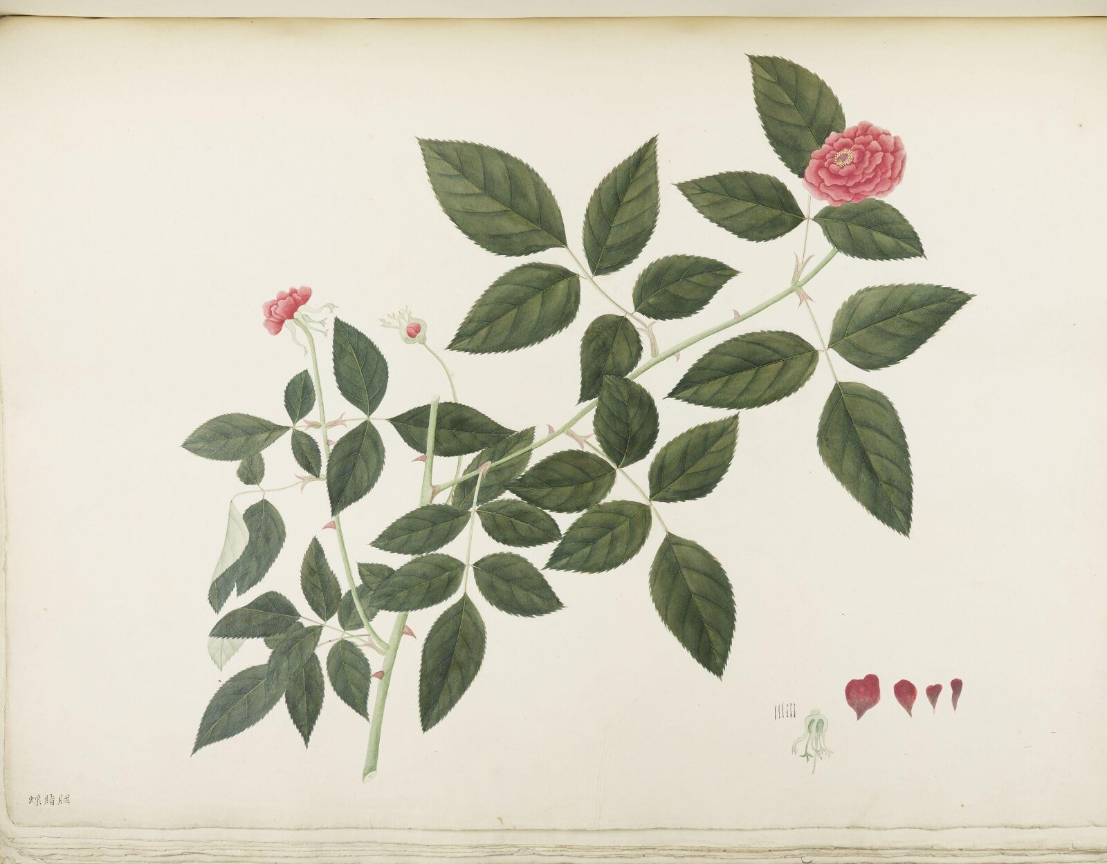 Flowers and Fruits, 19th century
