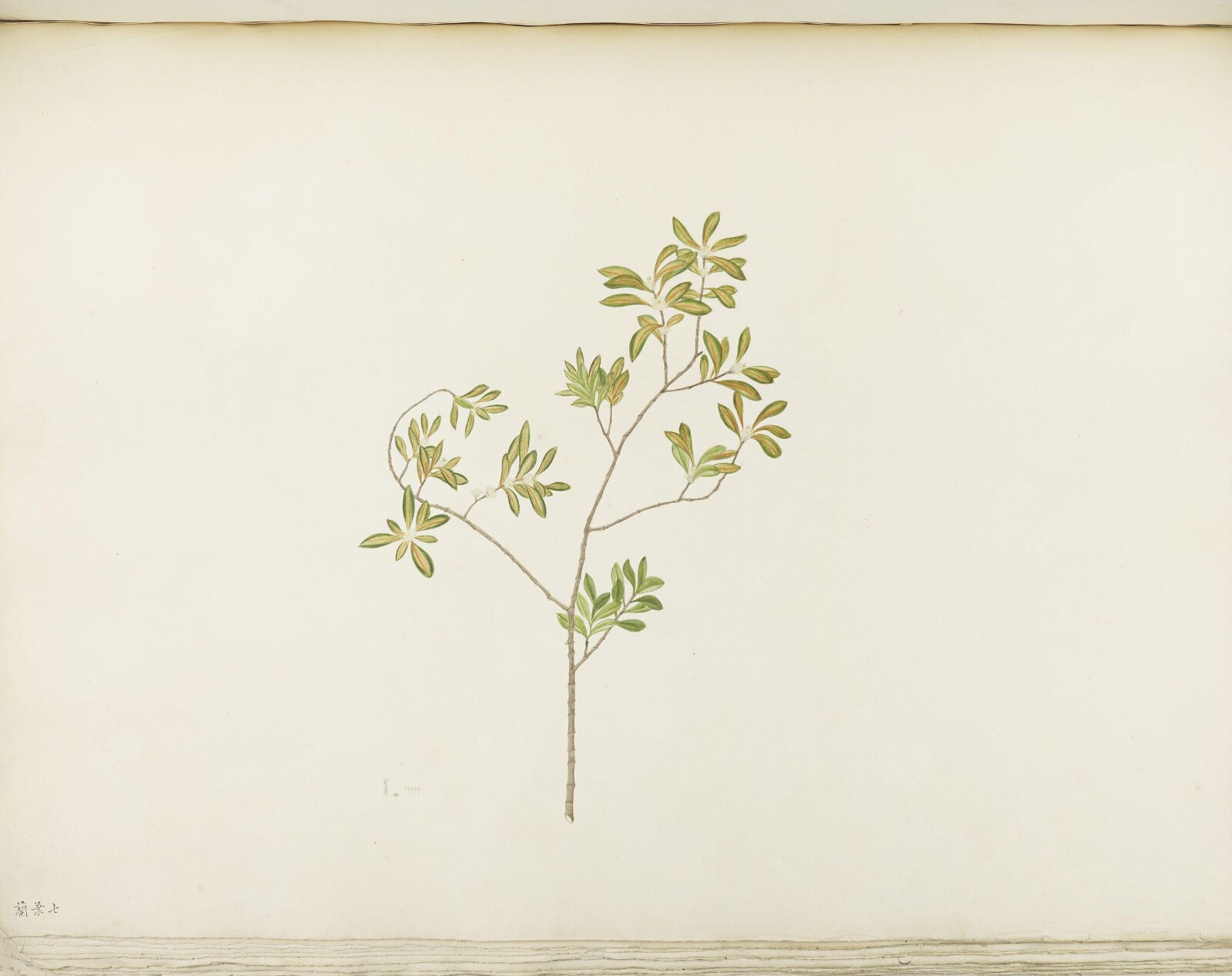 Flowers and Fruits, 19th century