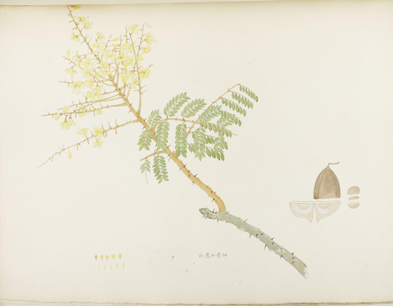Flowers and Fruits, 19th century