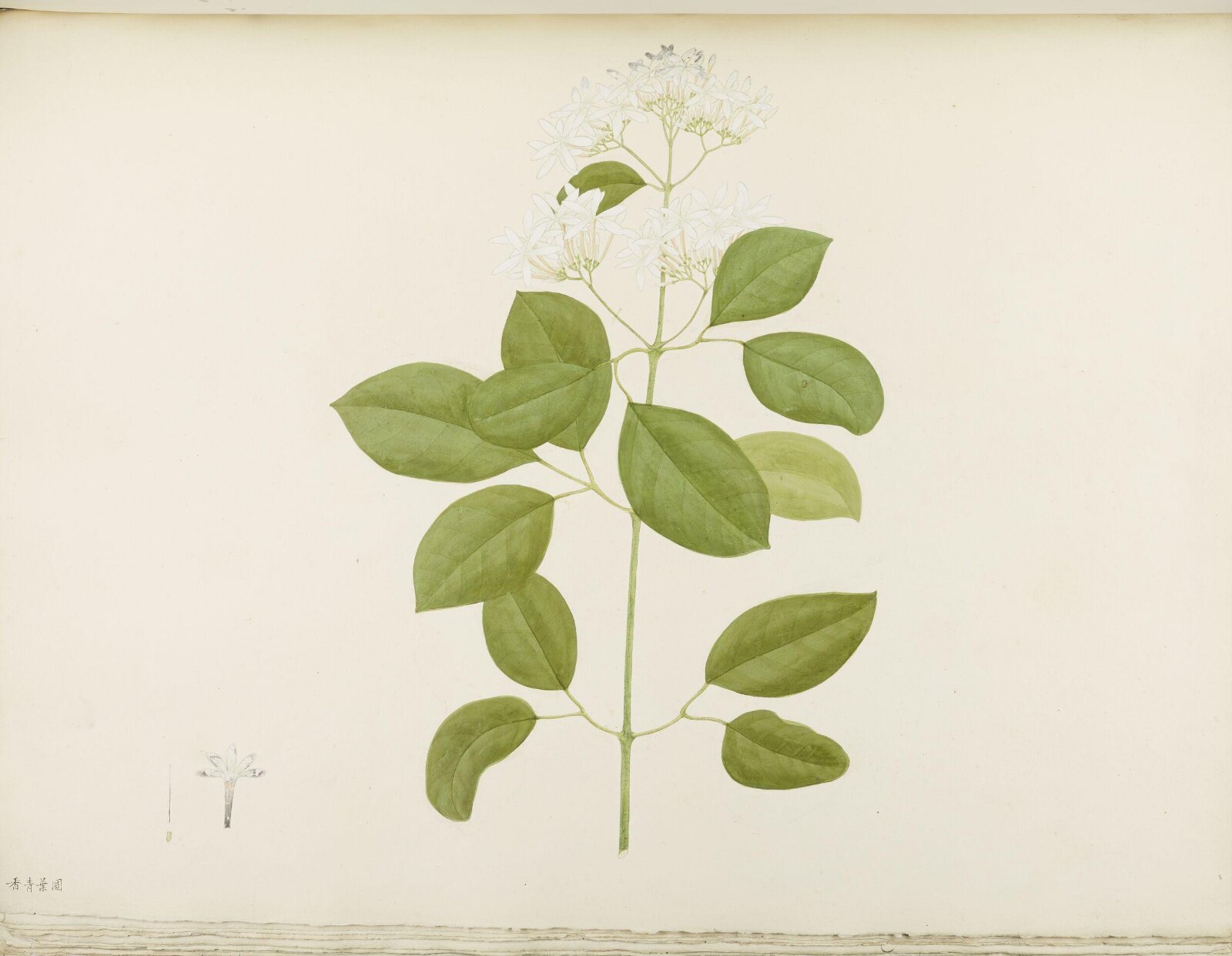 Flowers and Fruits, 19th century