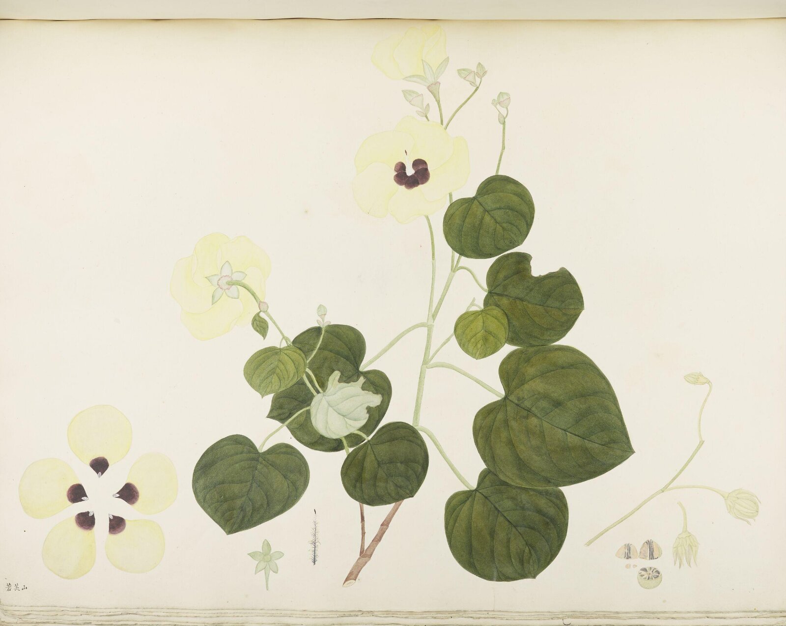 Flowers and Fruits, 19th century