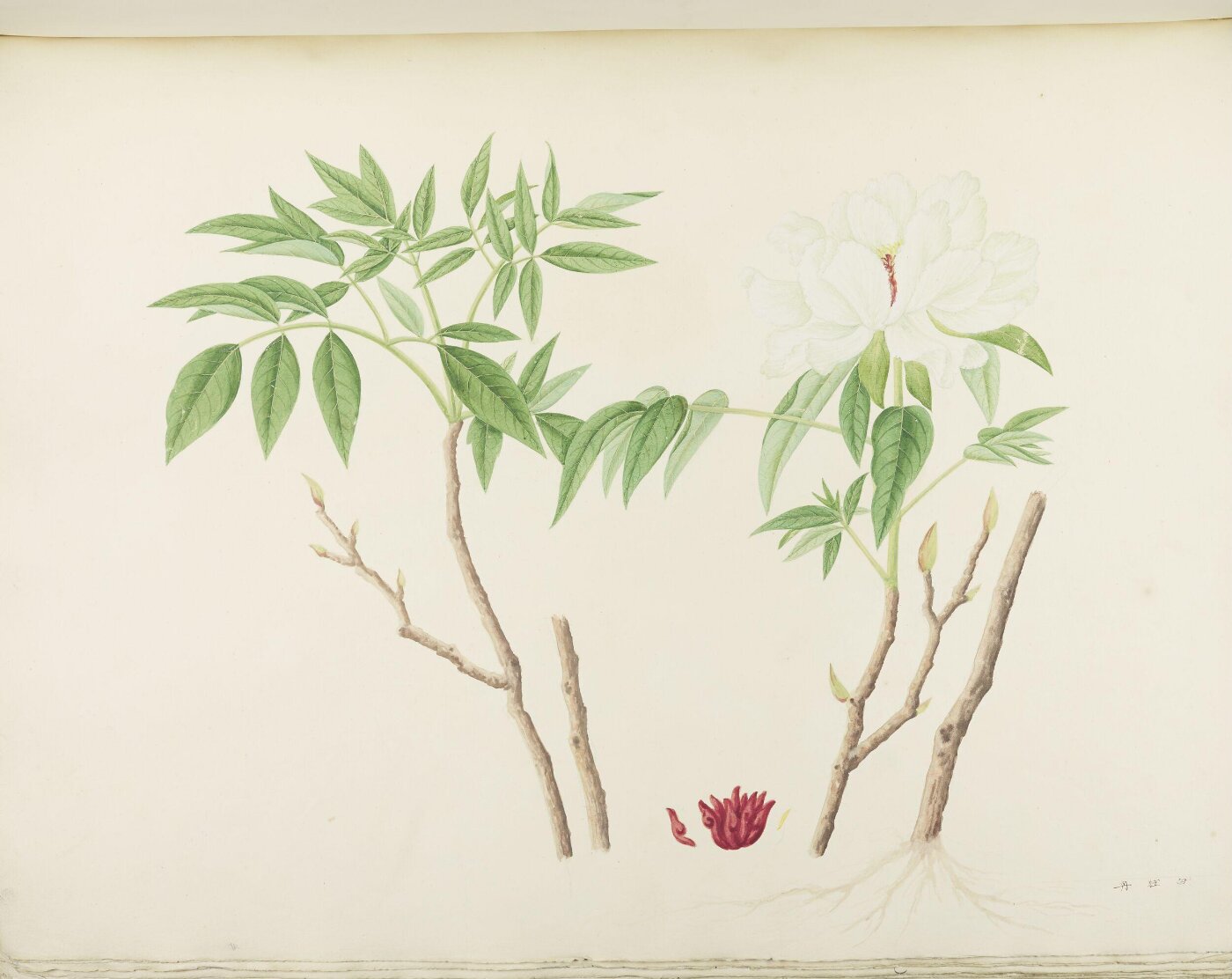 unknown, Flowers and Fruits