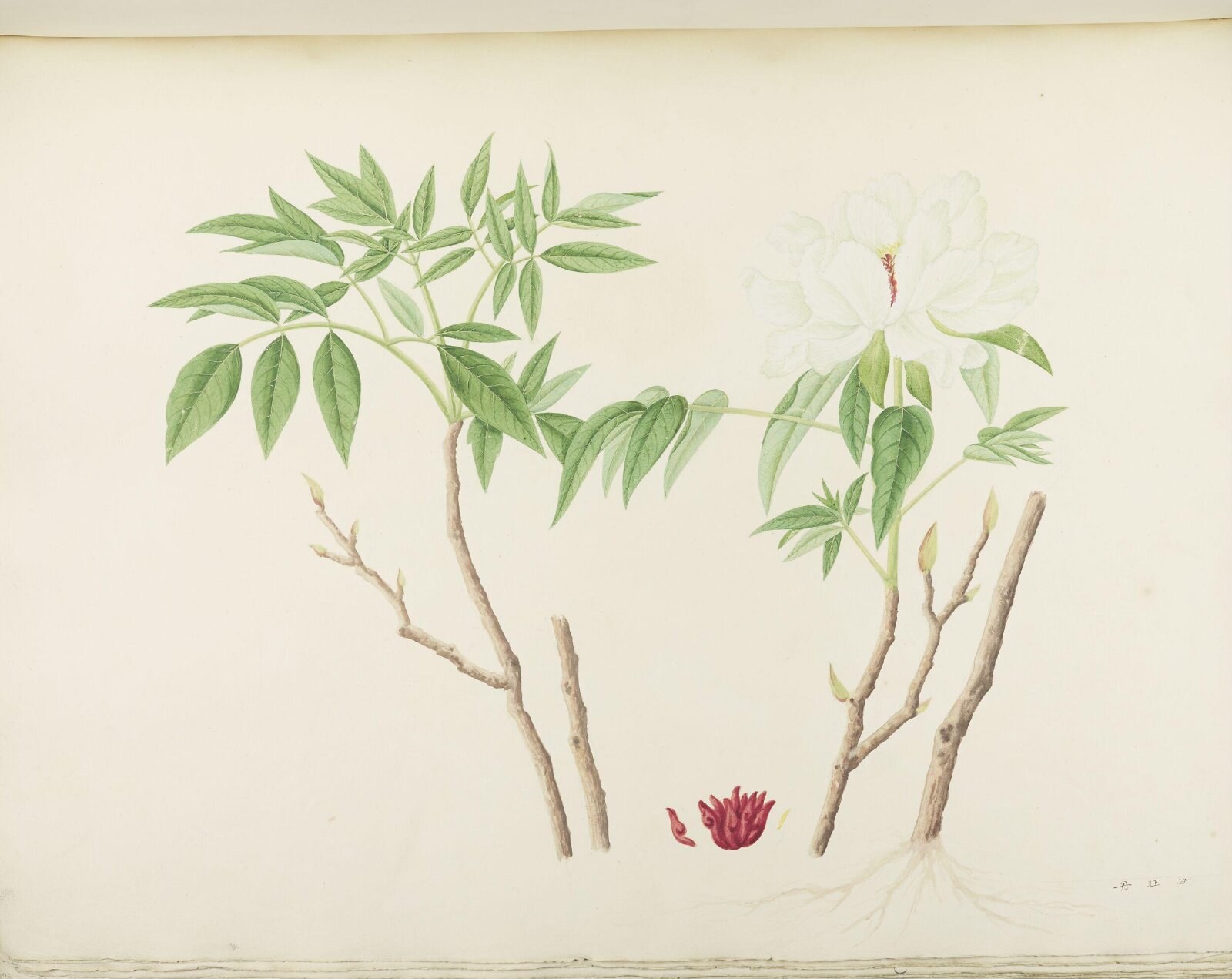 Flowers and Fruits, 19th century