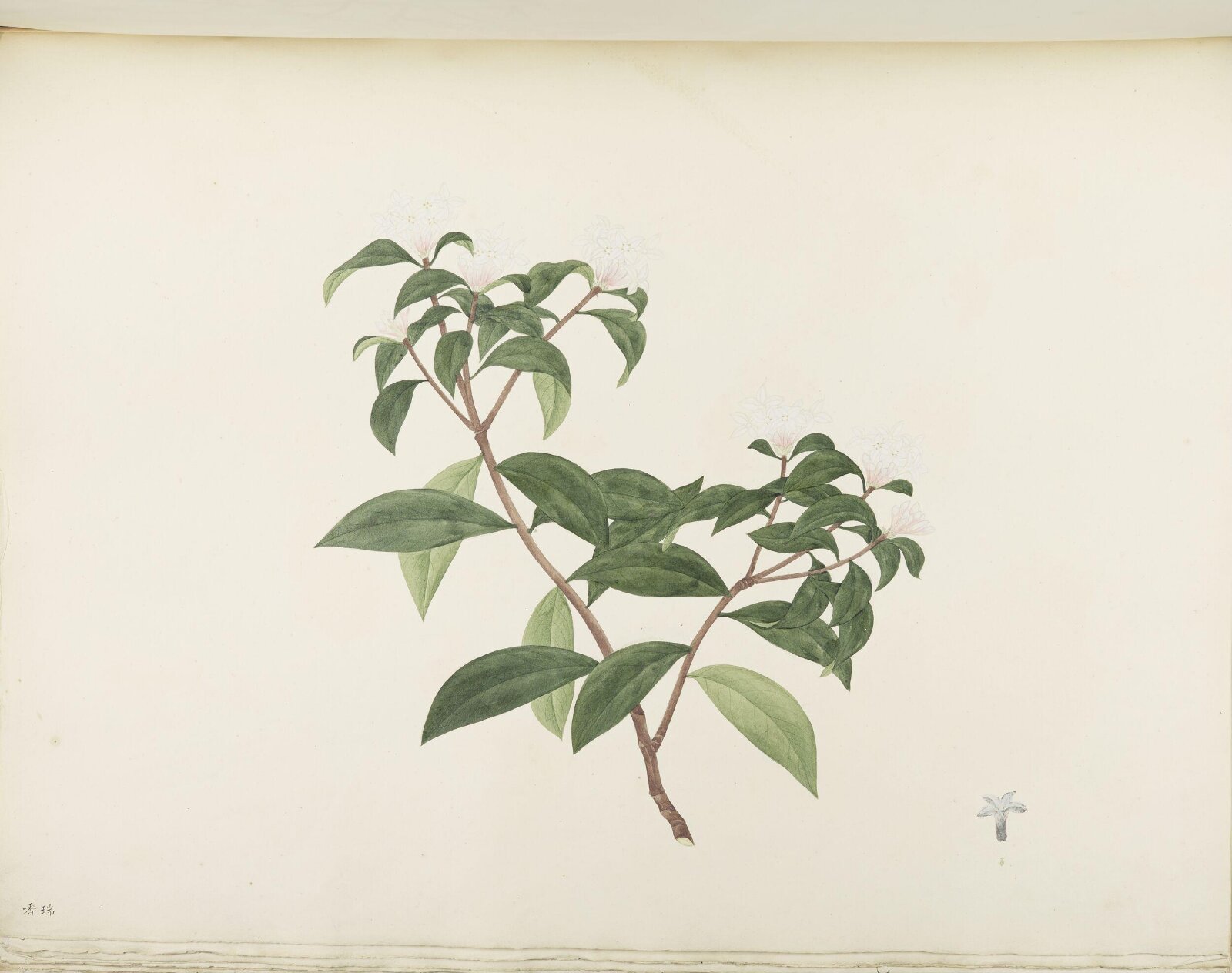 Flowers and Fruits, 19th century