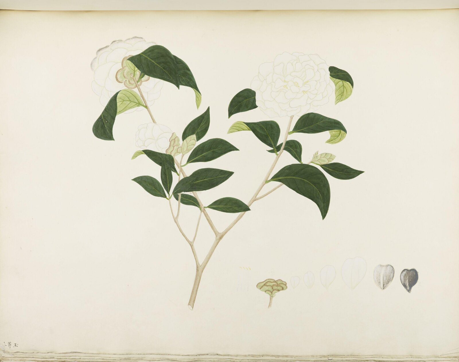 Flowers and Fruits, 19th century